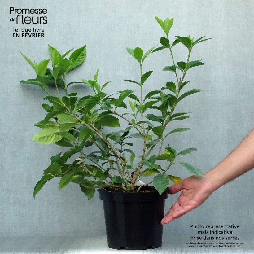 Exemplaar van Gardenia jasminoides Summer Snow - Kaapse jasmijn Pot van 3 l/4 l zoals geleverd in de herfst