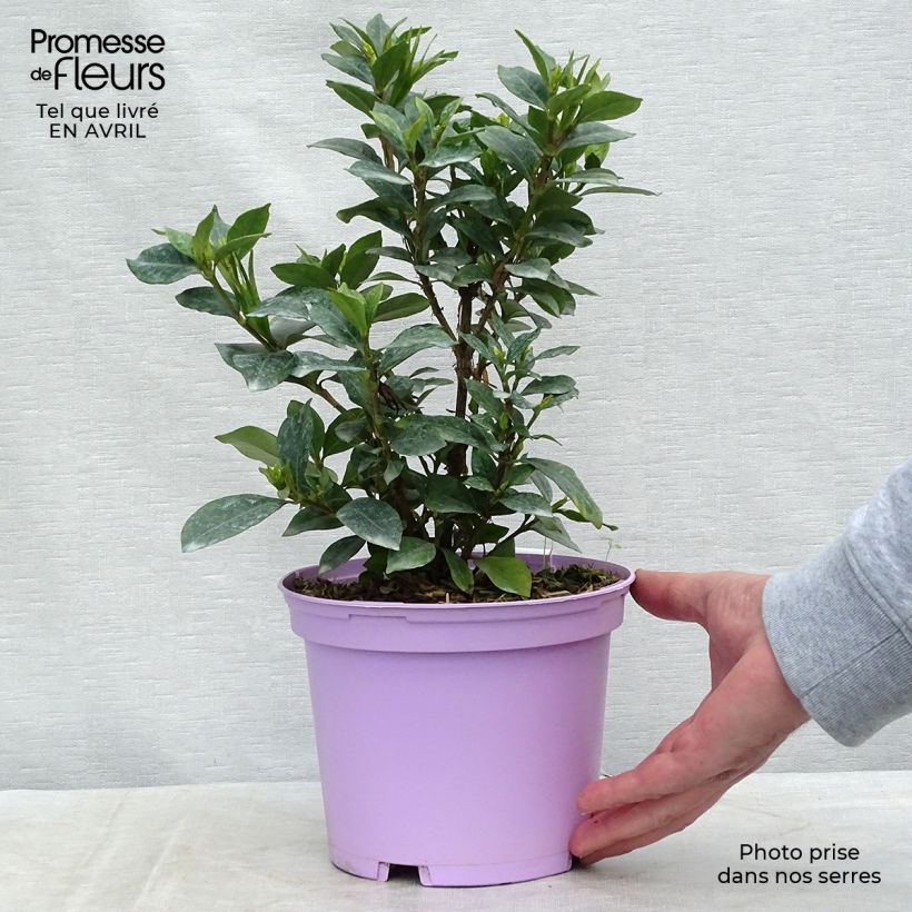 Example of Gardenia Pinwheel - Kaapse jasmijn Pot van 2 l/3 l as you get in printemps