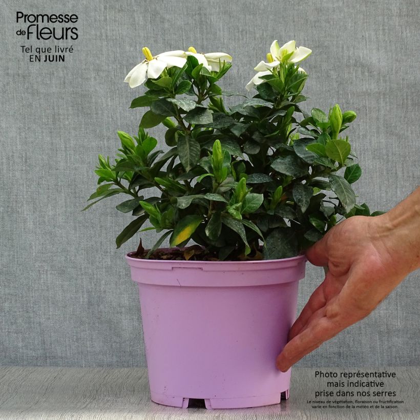 Exemplaar van Gardenia Pinwheel - Kaapse jasmijn Pot van 2 l/3 l zoals geleverd in de zomer