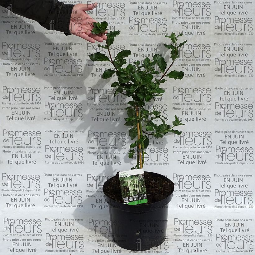 Voorbeeld van een exemplaar van Garrya elliptica - Katjesstruik Pot van 7,5 l/10 l zoals geleverd