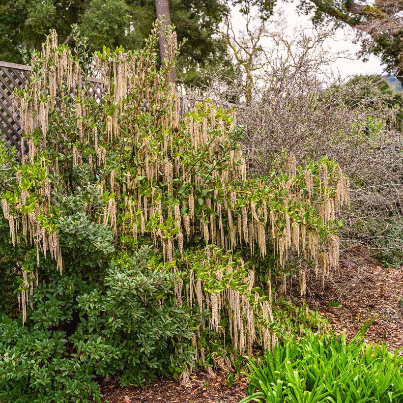 Garrya elliptica - Katjesstruik (Groeiplaats)