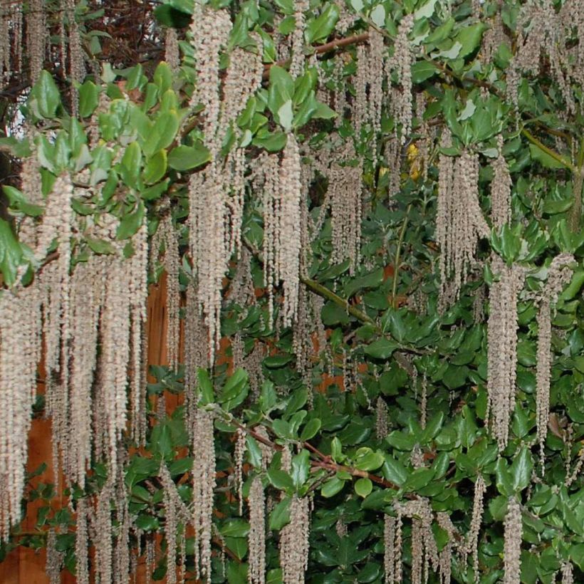 Garrya elliptica James Roof - Katjesstruik (Flowering)