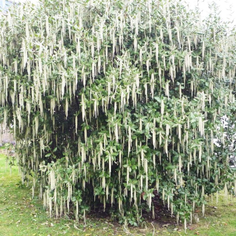 Garrya elliptica James Roof - Katjesstruik (Plant habit)