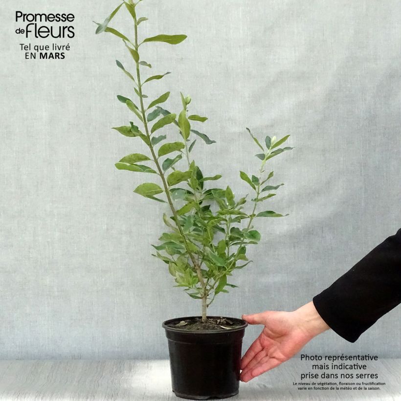 Example of Garrya thuretii - Katjesstruik Pot van 2 l/3 l as you get in printemps