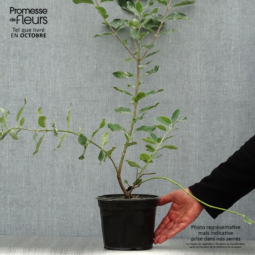 Exemplaar van Garrya thuretii - Katjesstruik Pot van 2 l/3 l zoals geleverd in de herfst