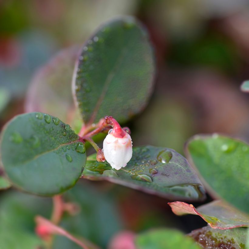 Gaultheria procumbens Big Berry - Bergthee (Bloei)