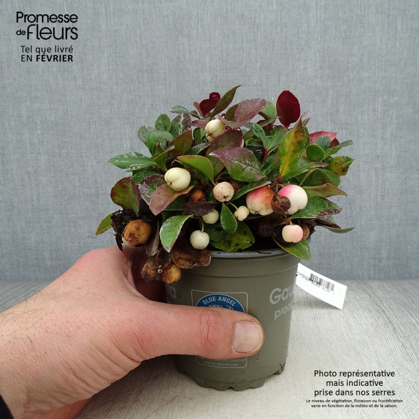 Exemplaar van Gaultheria procumbens Color Surprise - Bergthee Pot van 10 cm/11 cm zoals geleverd in de winter
