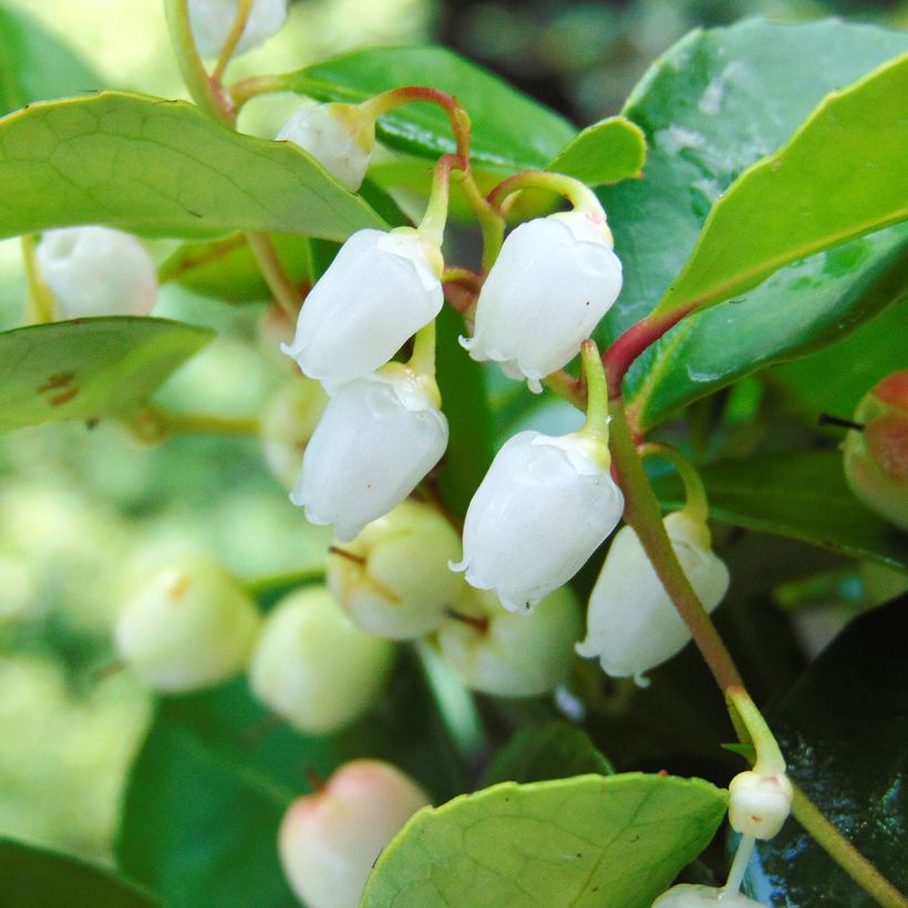 Gaultheria procumbens - Bergthee (Bloei)