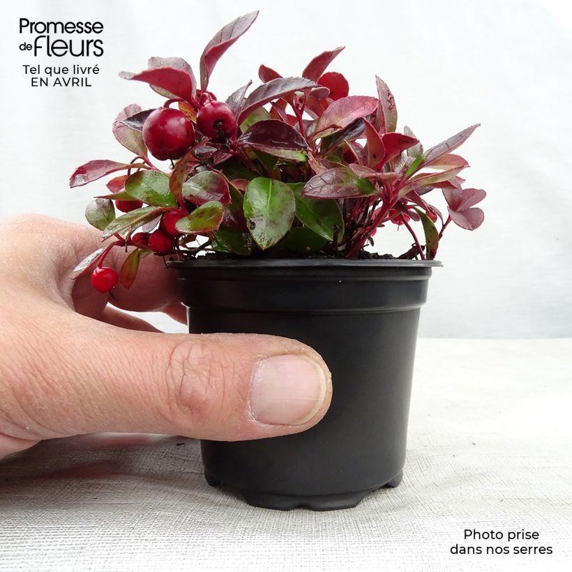 Exemplaar van Gaultheria procumbens - Bergthee Kweekpotje van 8/9 cm zoals geleverd in de lente