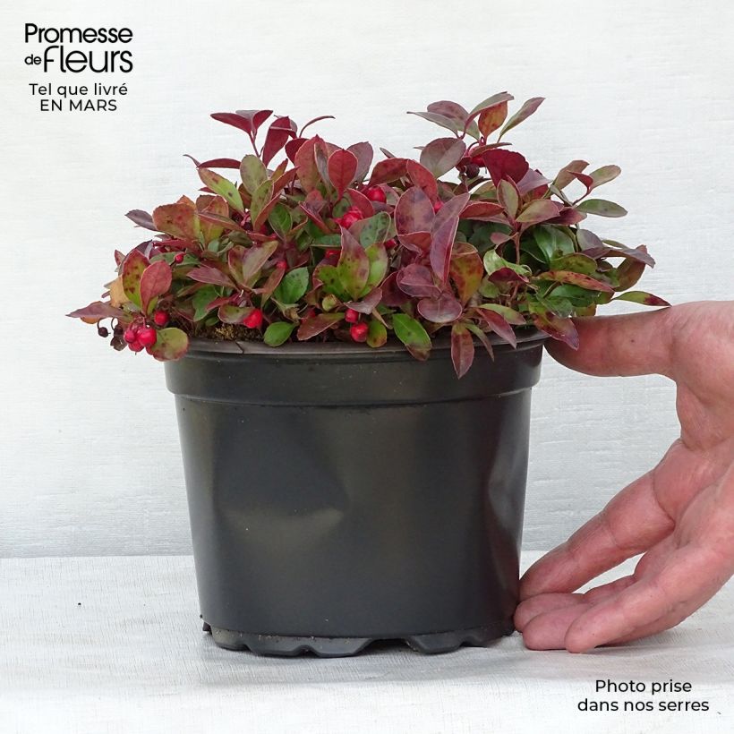 Exemplaar van Gaultheria procumbens - Bergthee Pot van 2 l/3 l zoals geleverd in de lente