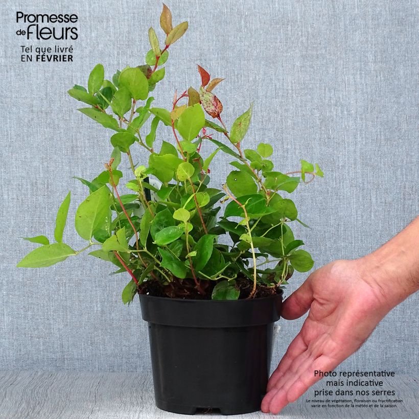 Exemplaar van Gaultheria shallon - Shallon Pot van 2 l/3 l zoals geleverd in de herfst