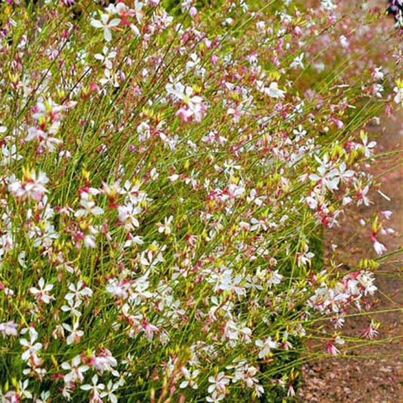 Gaura lindheimeri Snowstorm - Prachtkaars (Groeiplaats)