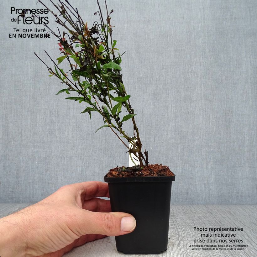 Exemplaar van Gaura lindheimeri Baby Butterfly Dark Pink - Prachtkaars Kweekpotje van 8/9 cm zoals geleverd in de herfst
