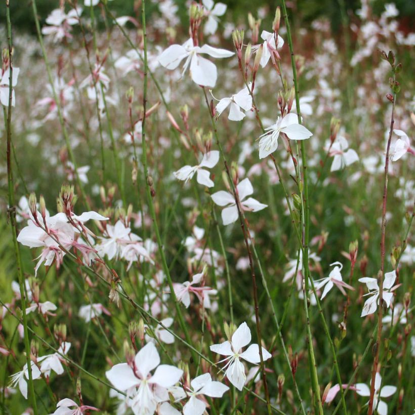 Gaura lindheimeri Wit - Prachtkaars (Bloei)