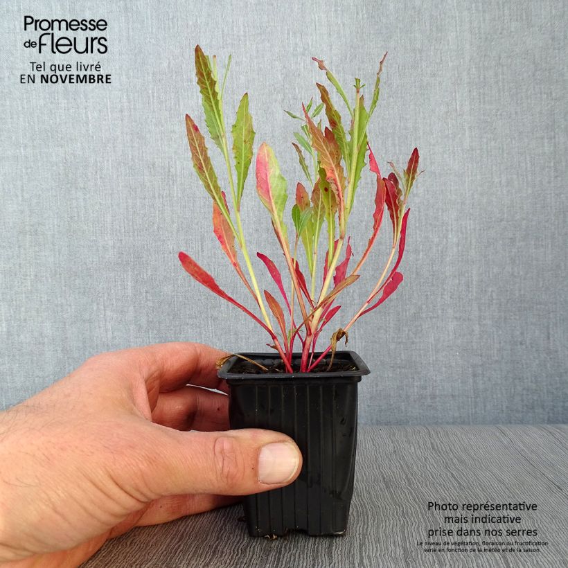 Exemplaar van Gaura lindheimeri Wit - Prachtkaars Kweekpotje van 7/8 cm zoals geleverd in de herfst