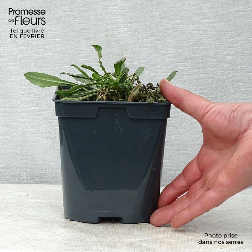 Exemplaar van Gaura lindheimeri Wit - Prachtkaars Pot van 2 l/3 l zoals geleverd in de winter