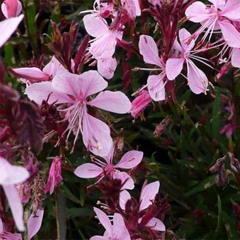 Gaura lindheimeri Blaze - Prachtkaars (Bloei)
