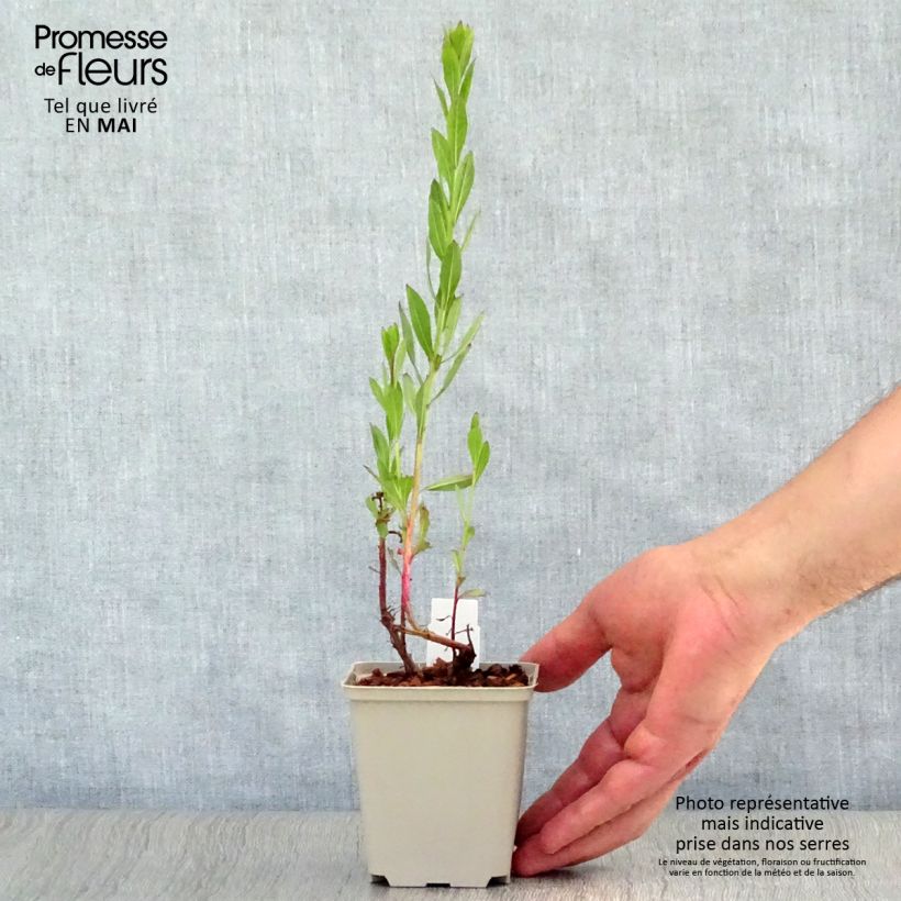 Exemplaar van Gaura lindheimeri Blaze - Prachtkaars Kweekpotje van 8/9 cm zoals geleverd in de lente