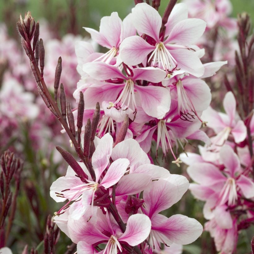 Gaura lindheimeri Cherry Brandy - Prachtkaars (Bloei)