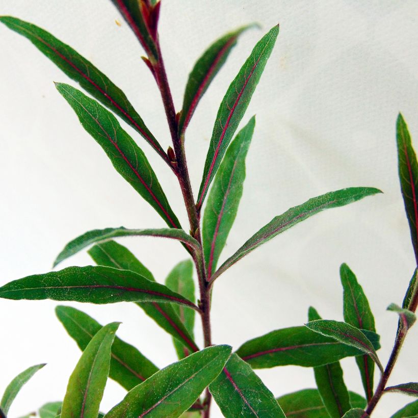 Gaura lindheimeri Cherry Brandy - Prachtkaars (Blad)