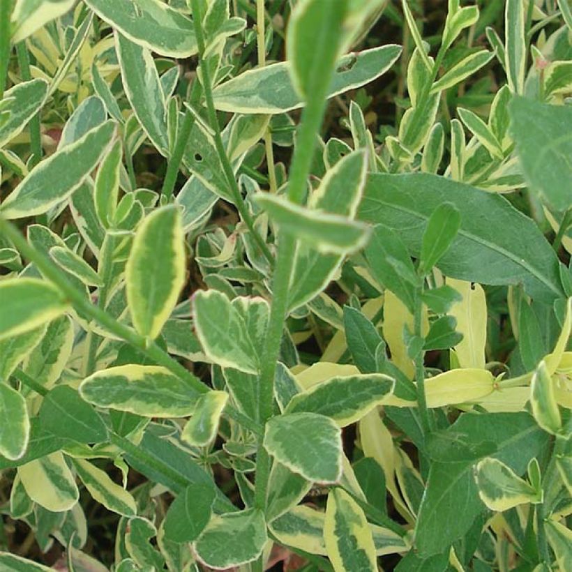 Gaura lindheimeri Corries Gold - Prachtkaars (Blad)