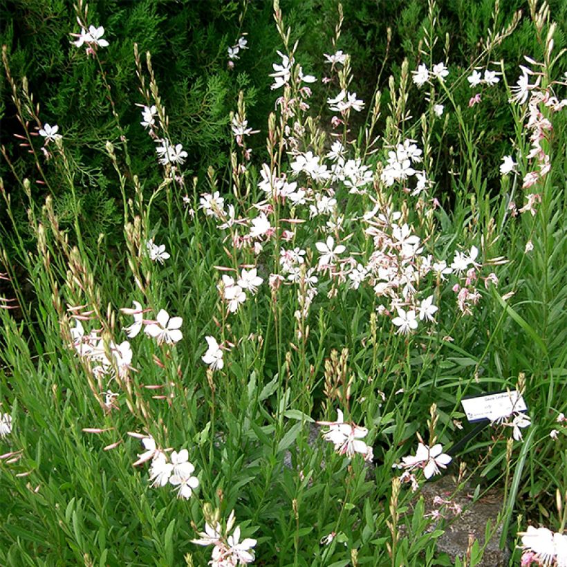 Gaura lindheimeri Corries Gold - Prachtkaars (Groeiplaats)