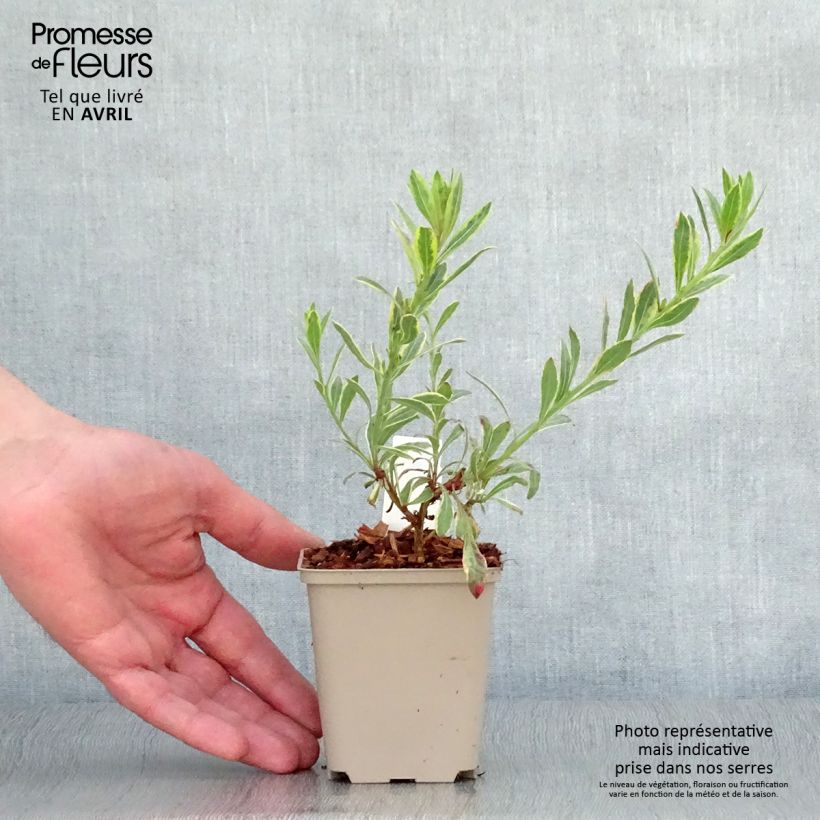 Exemplaar van Gaura lindheimeri Freefolk Rosy - Prachtkaars Kweekpotje van 8/9 cm zoals geleverd in de lente