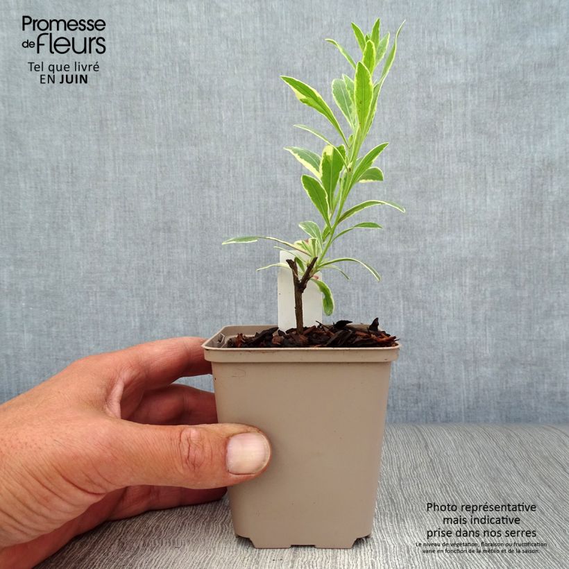 Exemplaar van Gaura lindheimeri Freefolk Rosy - Prachtkaars Kweekpotje van 8/9 cm zoals geleverd in de zomer