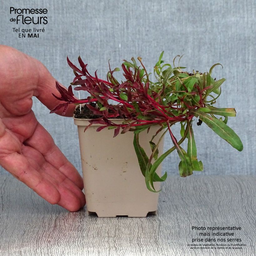 Exemplaar van Gaura lindheimeri Passionate Blush - Prachtkaars Kweekpotje van 8/9 cm zoals geleverd in de lente