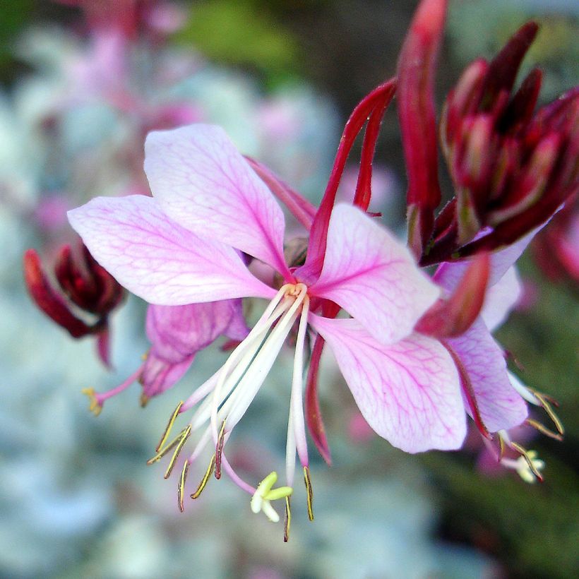 Gaura lindheimeri Passionate Rainbow - Prachtkaars (Bloei)