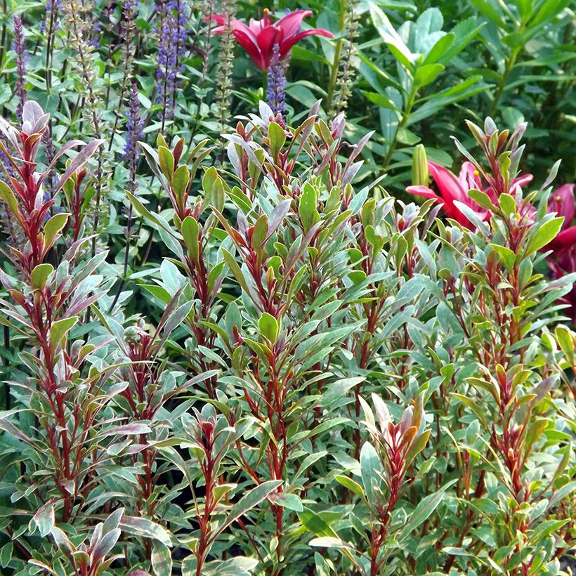 Gaura lindheimeri Passionate Rainbow - Prachtkaars (Groeiplaats)