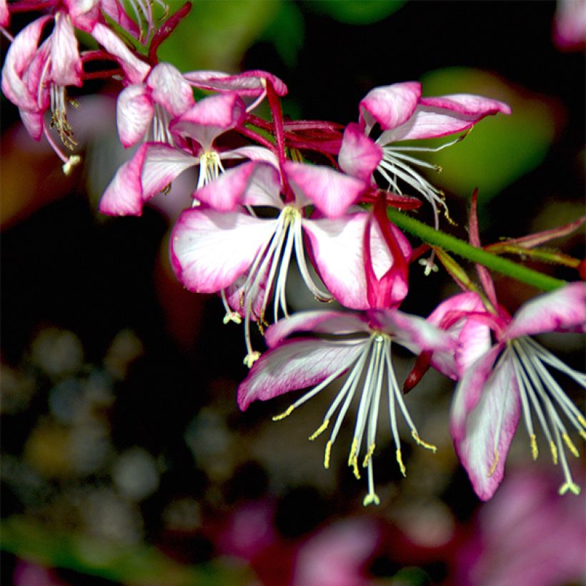 Gaura lindheimeri Rosy Jane - Prachtkaars (Bloei)