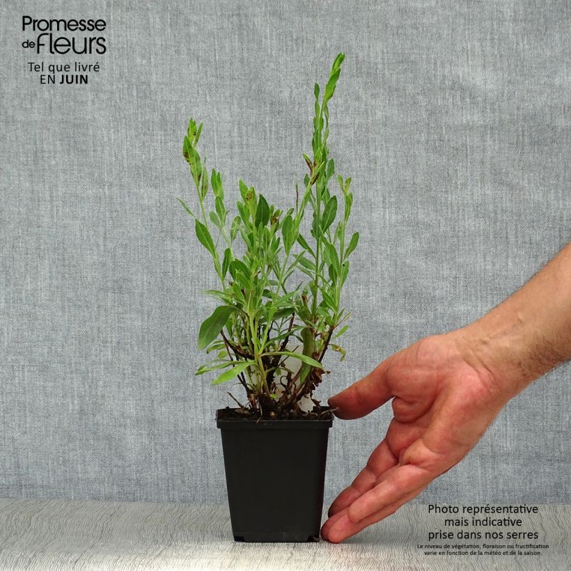 Exemplaar van Gaura lindheimeri Rosy Jane - Prachtkaars Kweekpotje van 8/9 cm zoals geleverd in de zomer