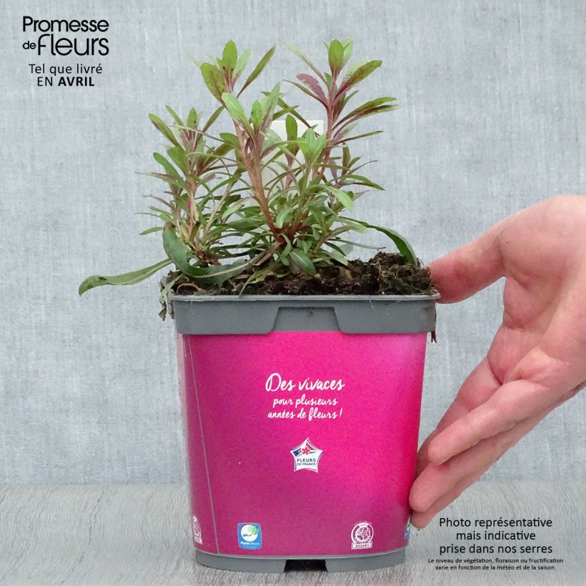 Exemplaar van Gaura lindheimeri Rosy Jane - Prachtkaars Pot van 2 l/3 l zoals geleverd in de lente