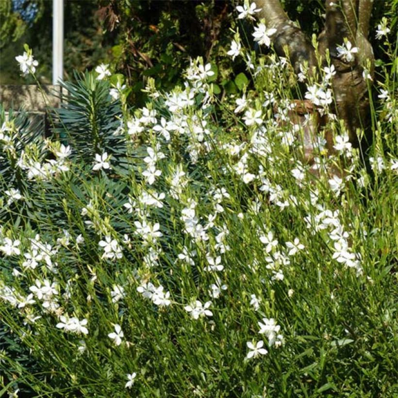 Gaura lindheimeri Snowbird - Prachtkaars (Groeiplaats)