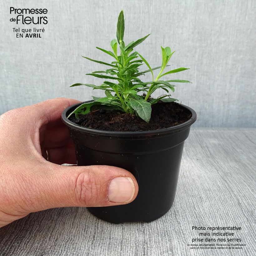 Exemplaar van Gaura lindheimeri Snowbird - Prachtkaars Kweekpotje van 8/9 cm zoals geleverd in de lente