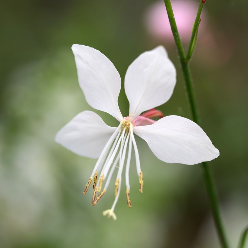 Gaura lindheimeri Steffi Wit - Prachtkaars (Bloei)