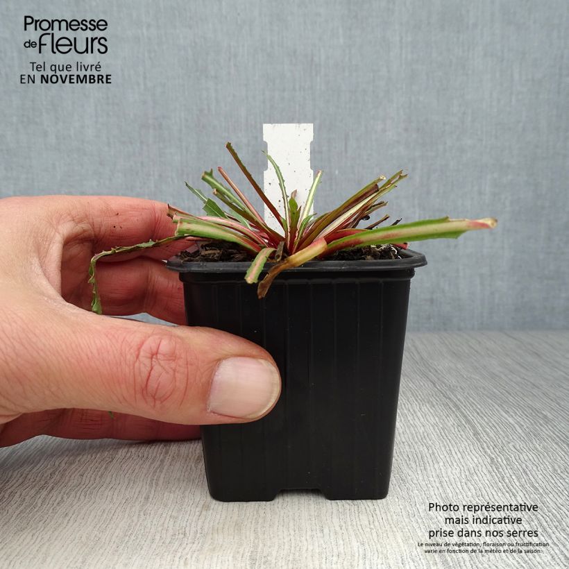 Exemplaar van Gaura lindheimeri Summer Breeze - Prachtkaars Kweekpotje van 8/9 cm zoals geleverd in de herfst