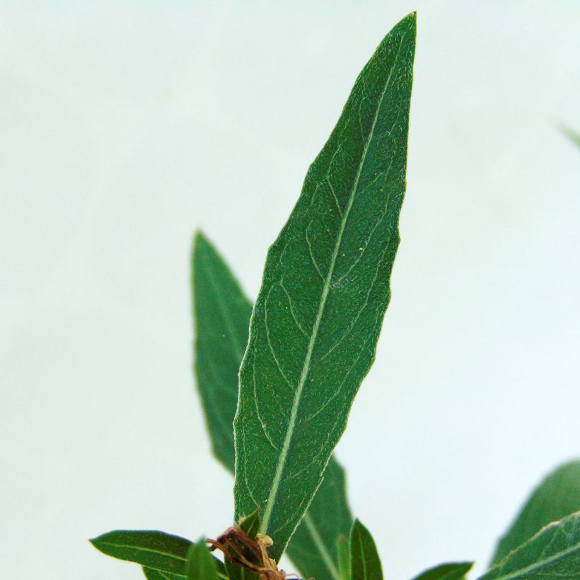 Gaura lindheimeri Whirling Butterflies - Prachtkaars (Blad)