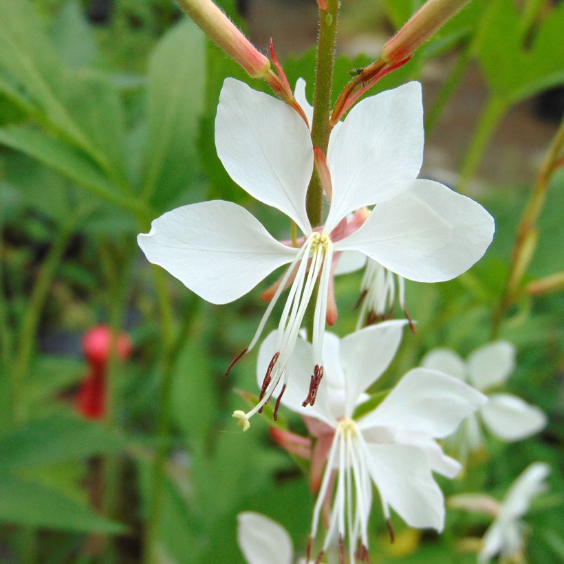 Gaura lindheimeri Whirling Butterflies - Prachtkaars (Bloei)