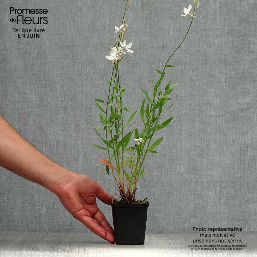 Exemplaar van Gaura lindheimeri Whirling Butterflies - Prachtkaars Kweekpotje van 8/9 cm zoals geleverd in de zomer
