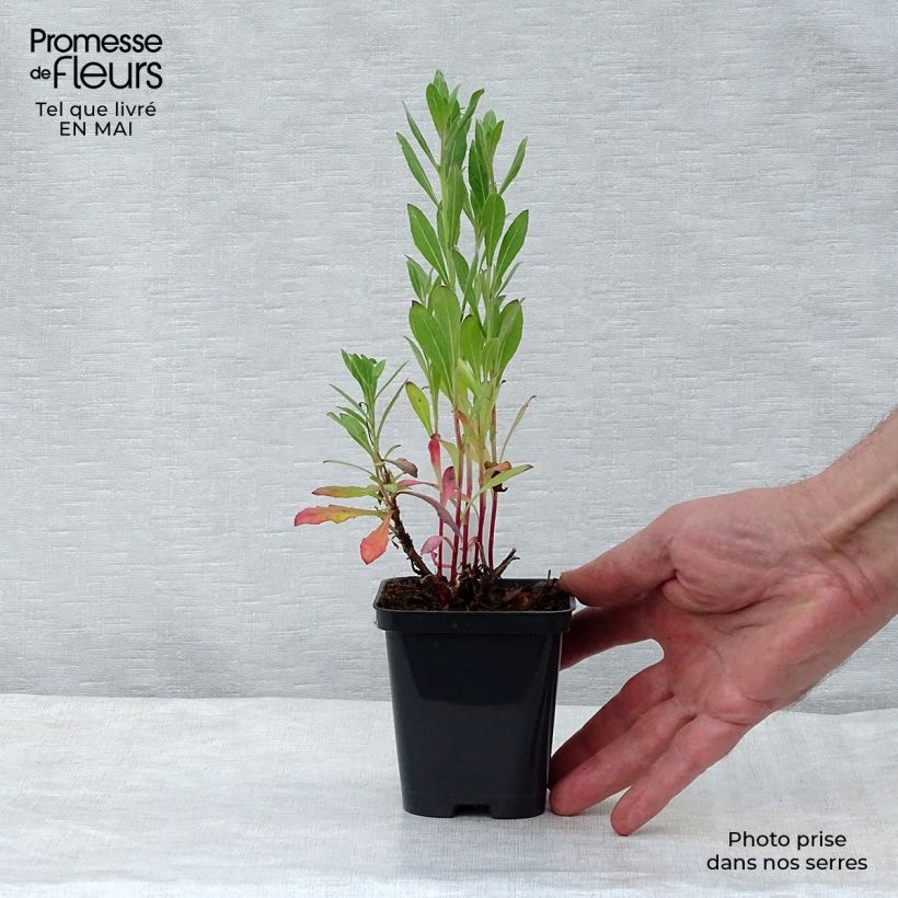 Exemplaar van Gaura lindheimeri Snowstorm - Prachtkaars Kweekpotje van 8/9 cm zoals geleverd in de lente