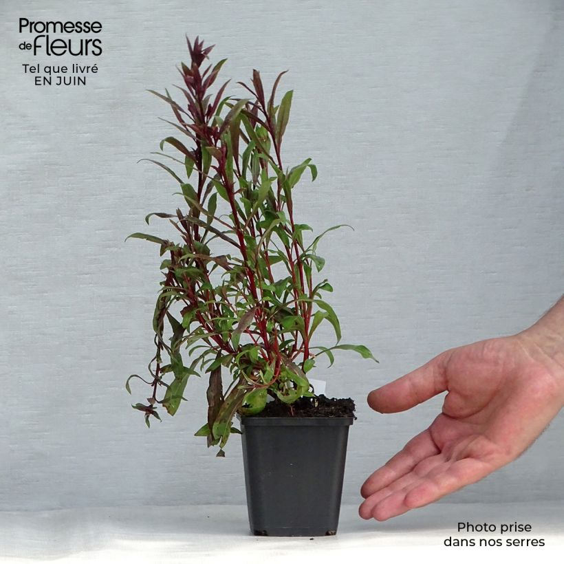Exemplaar van Gaura lindheimeri Siskiyou Pink - Prachtkaars Kweekpotje van 8/9 cm zoals geleverd in de zomer