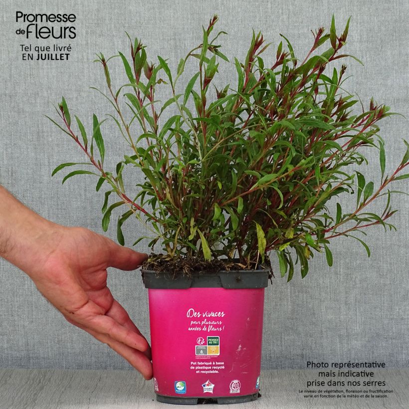 Exemplaar van Gaura lindheimeri Siskiyou Pink - Prachtkaars Pot van 2 l/3 l zoals geleverd in de zomer