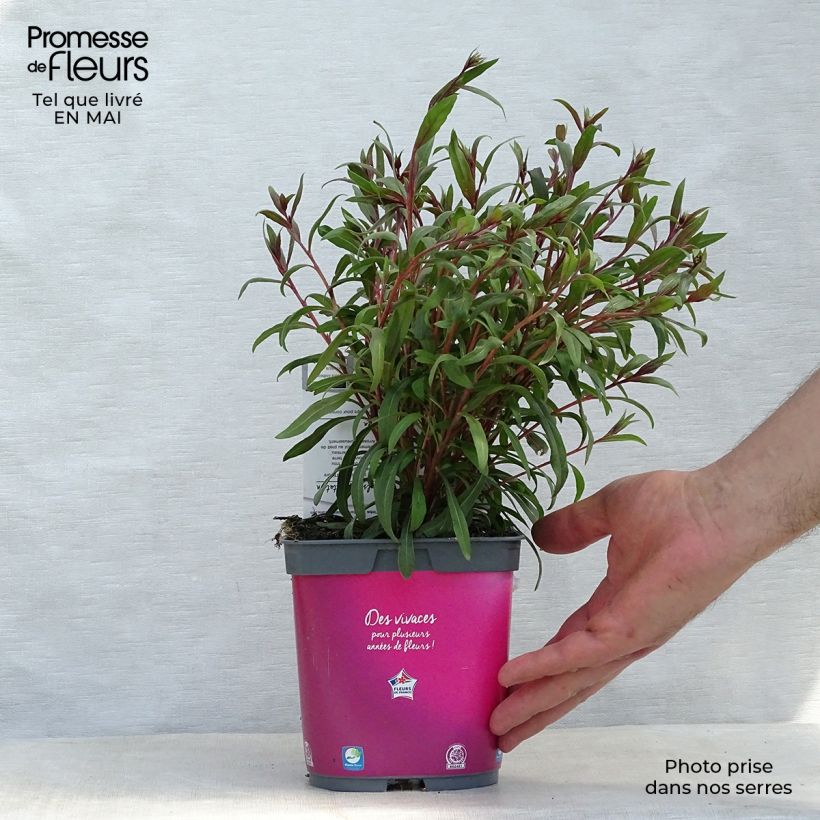 Exemplaar van Gaura lindheimeri Siskiyou Pink - Prachtkaars Pot van 2 l/3 l zoals geleverd in de lente