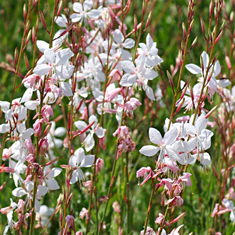 Gaura lindheimeri Elegance - Prachtkaars (Bloei)