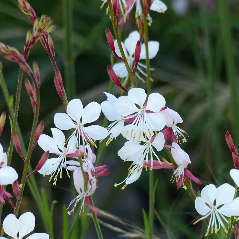 Gaura lindheimeri The Bride (zaad) - Prachtkaars (Bloei)