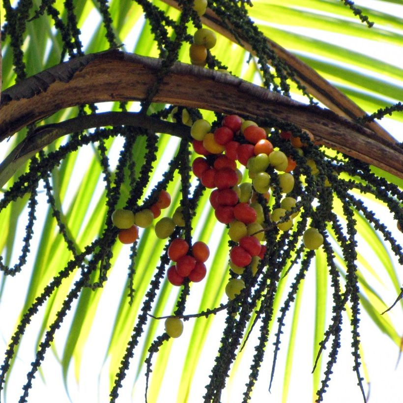 Gaussia maya - Palmiermaya (Oogst)