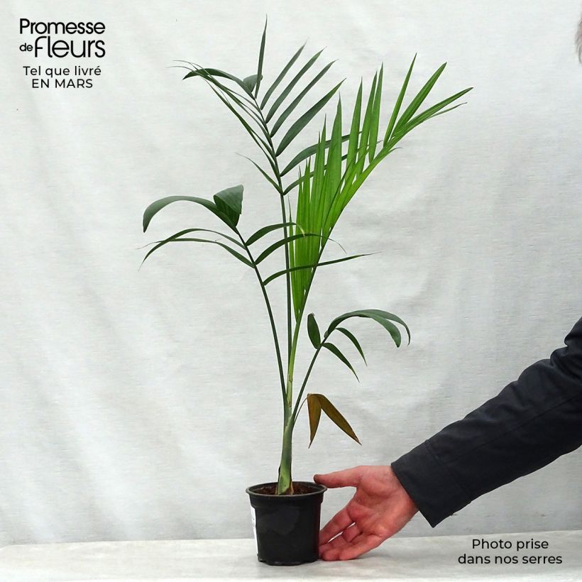 Exemplaar van Gaussia maya - Palmiermaya Pot van 12 cm / 13 cm zoals geleverd in de lente