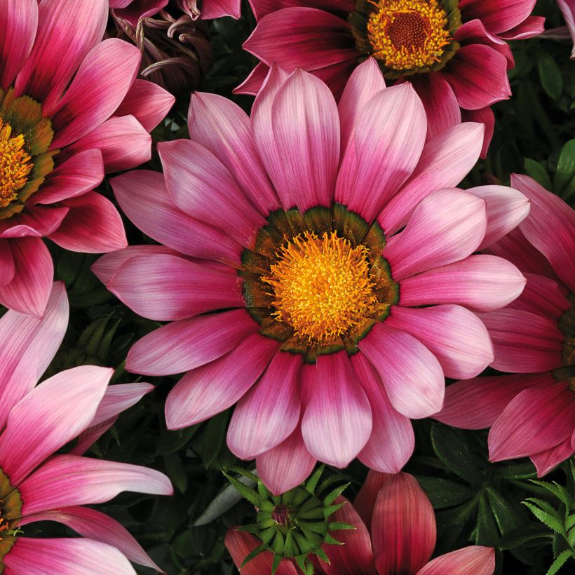 Gazania New Day Pink Shades - Middaggoud (Bloei)